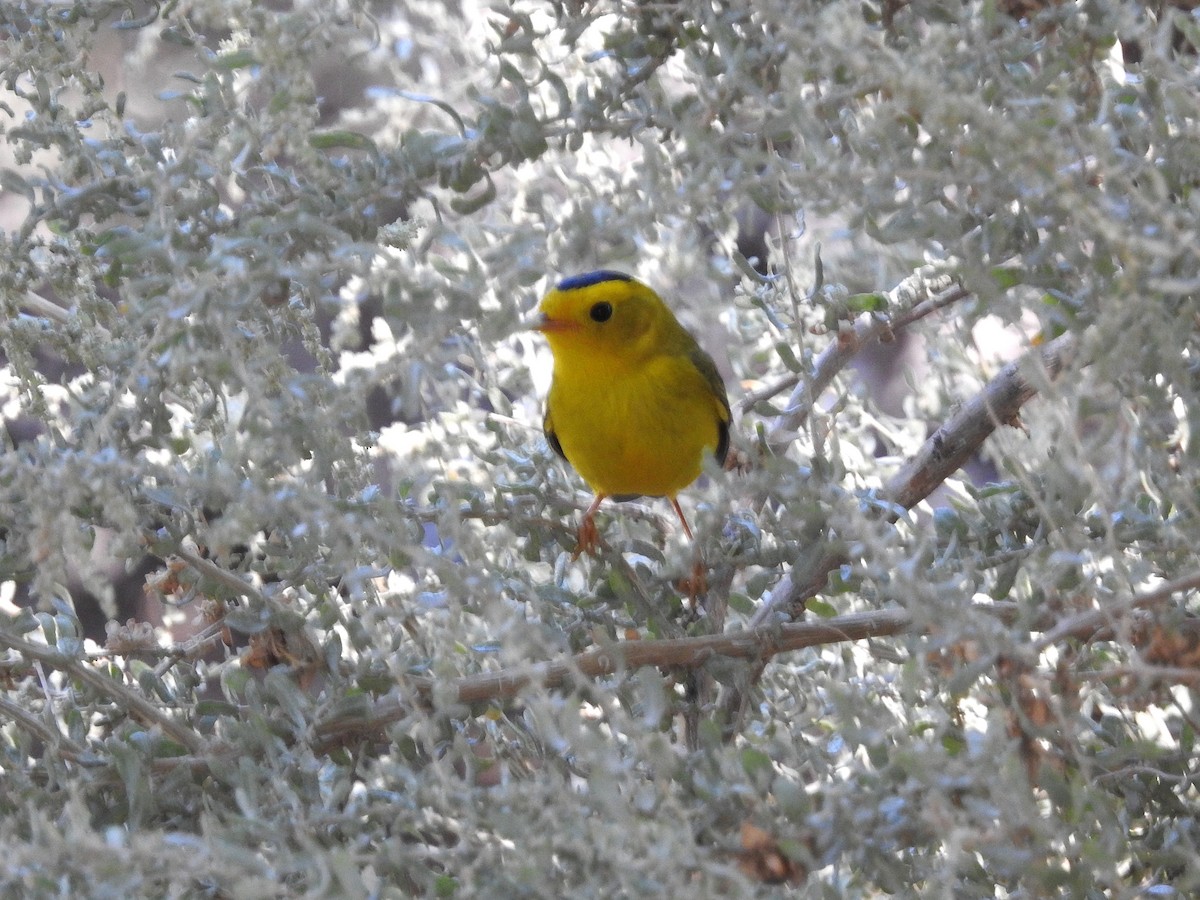 Wilson's Warbler - ML643263867