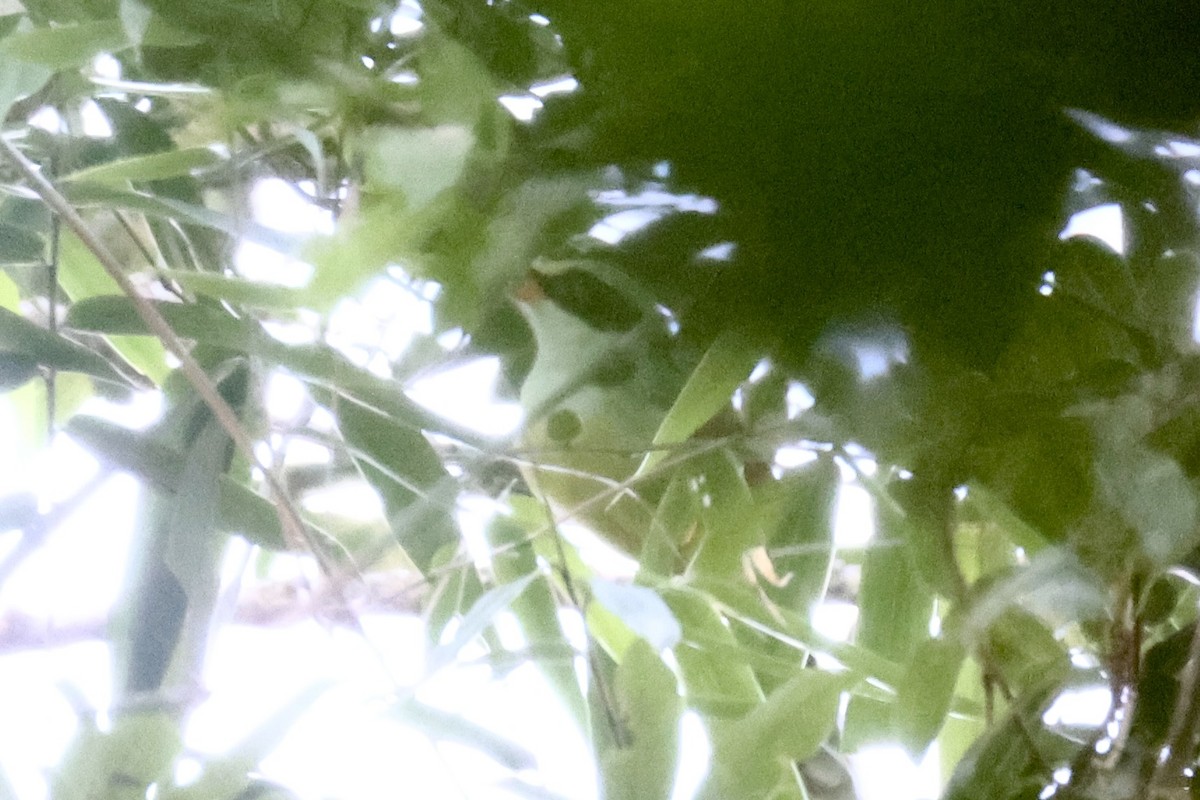 Indochinese Green-Magpie - ML643263884