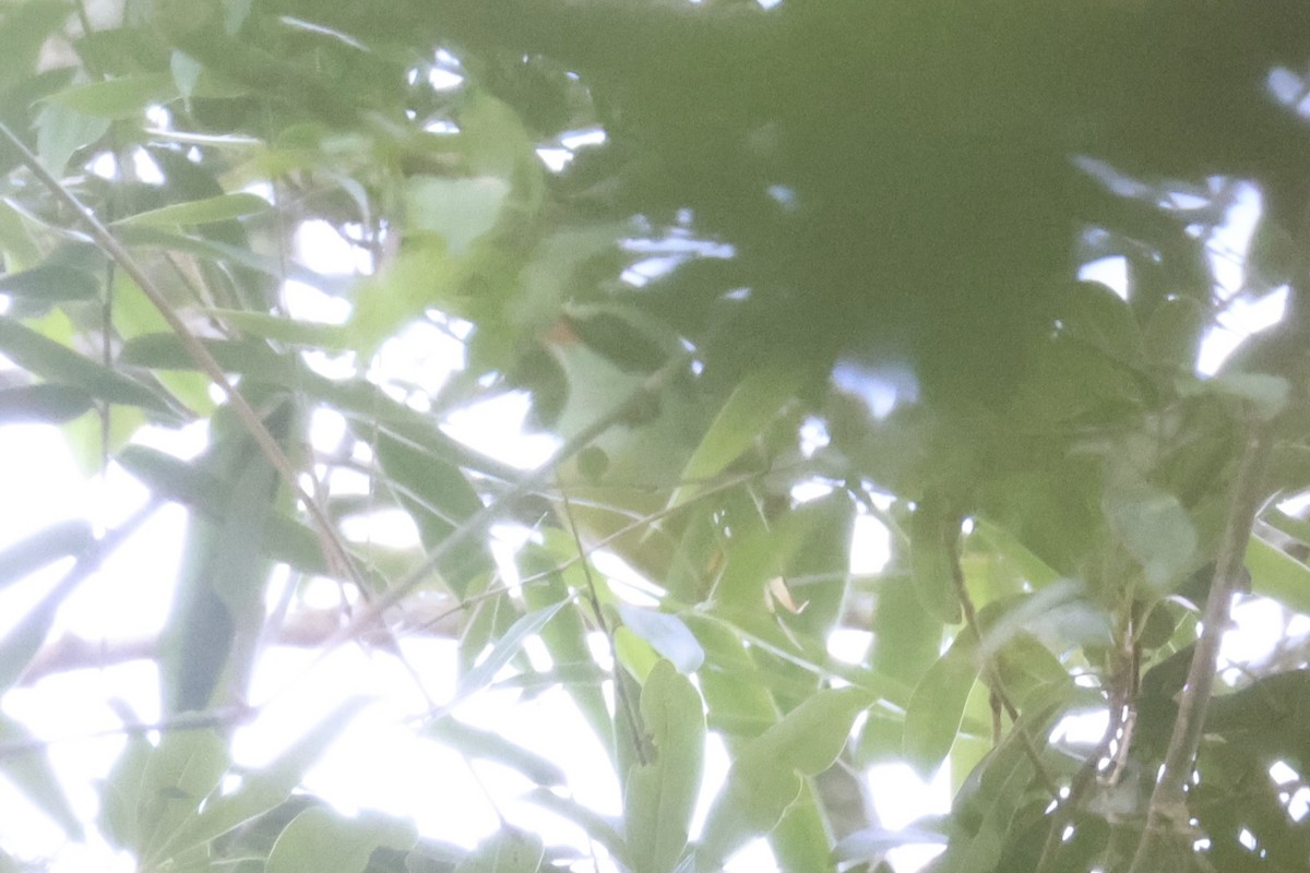 Indochinese Green-Magpie - ML643263885