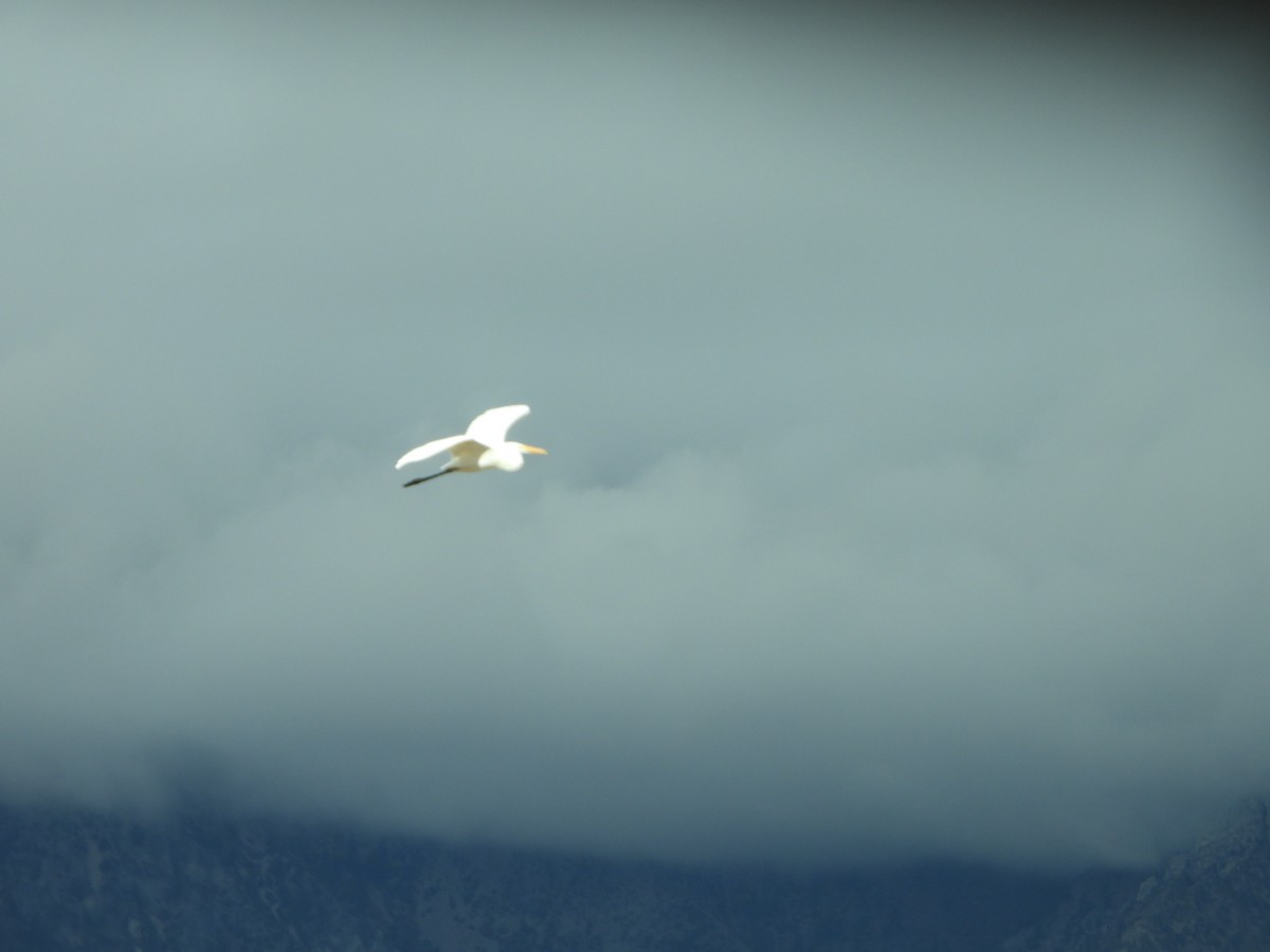 Great Egret - ML643263888