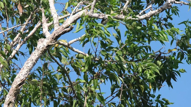 Yellow-green Vireo - ML643263906