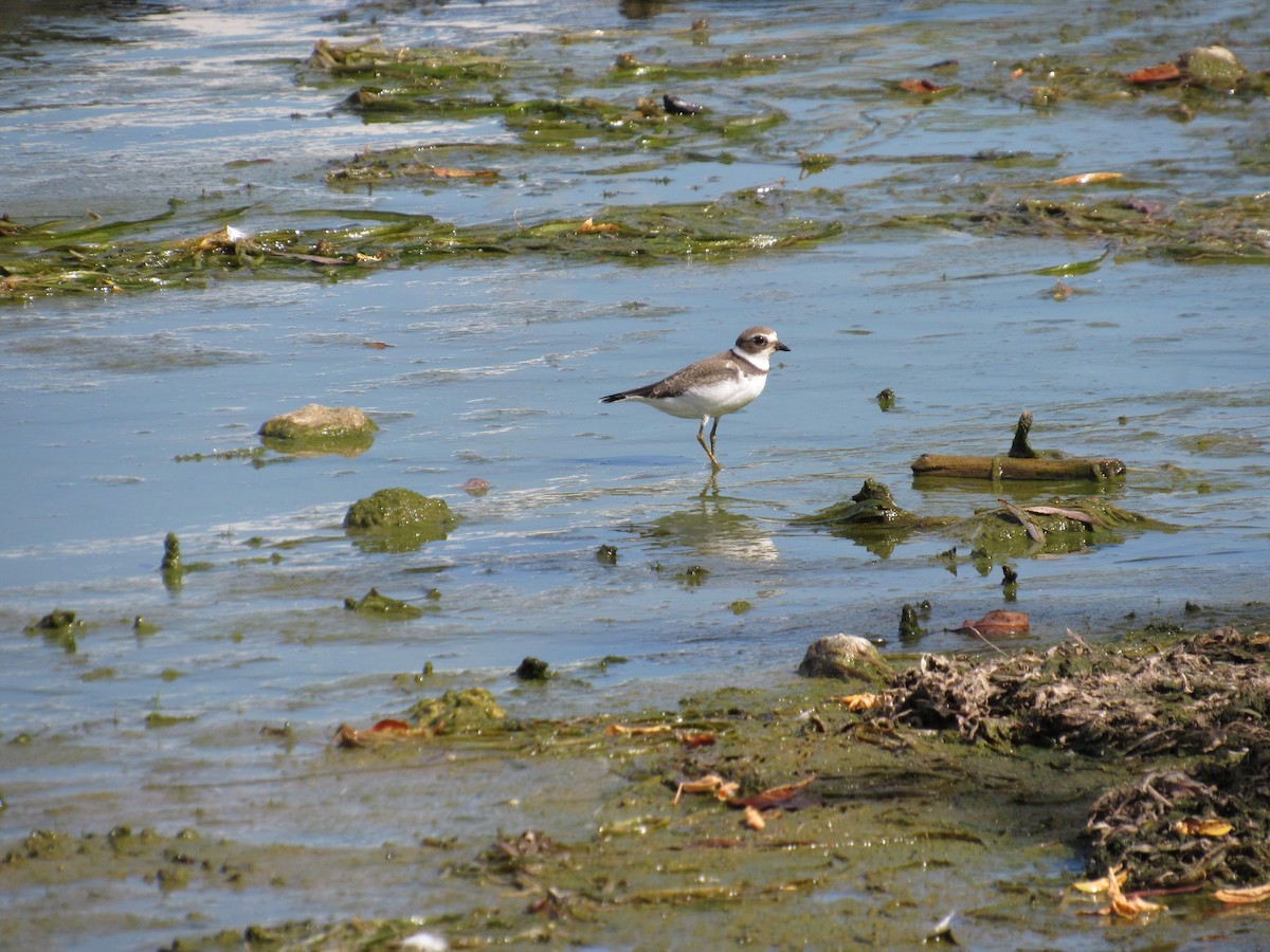 Semipalmated Plover - ML643263933
