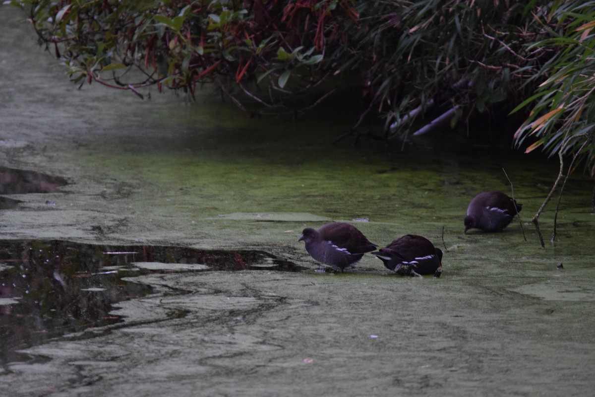 Eurasian Moorhen - ML643263941