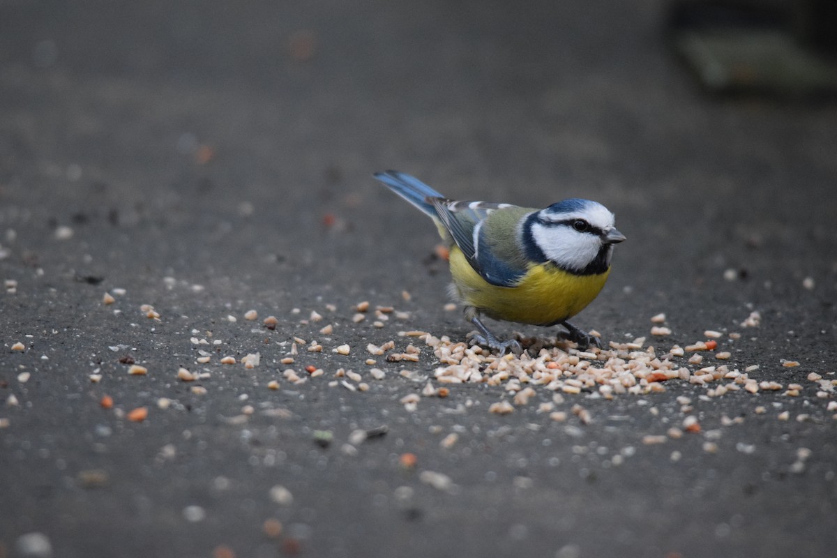Eurasian Blue Tit - ML643263953