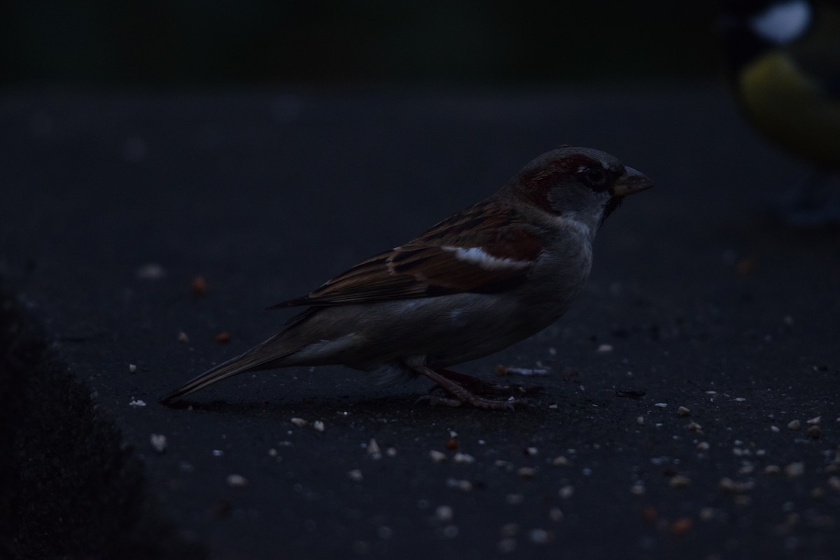 House Sparrow - ML643263955