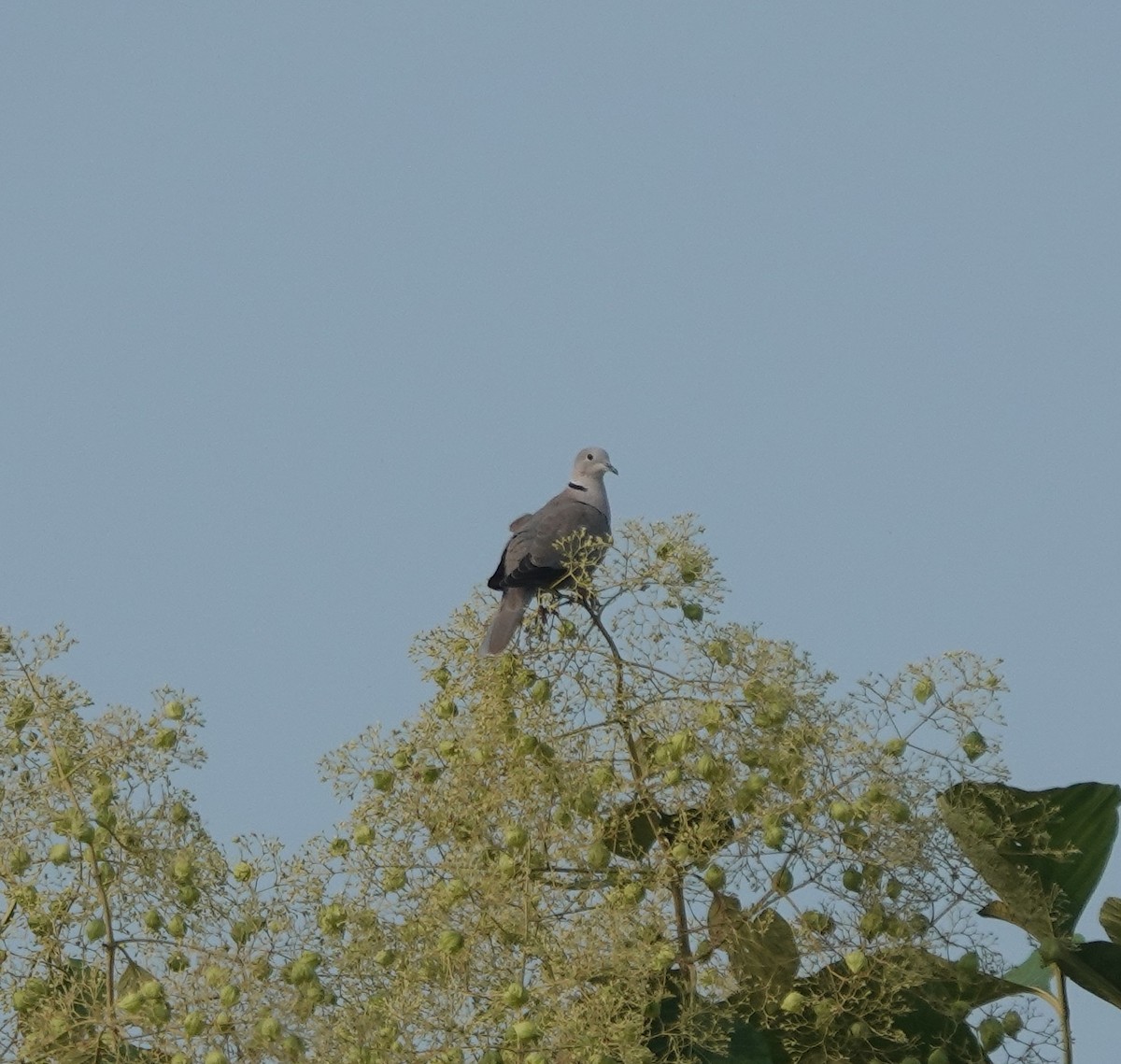 Eurasian Collared-Dove - ML643263957
