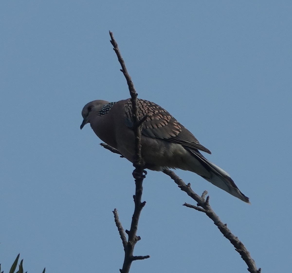 Spotted Dove - ML643263958