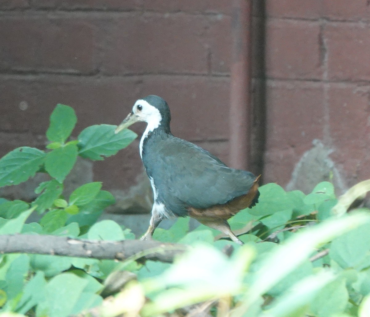 White-breasted Waterhen - ML643263965