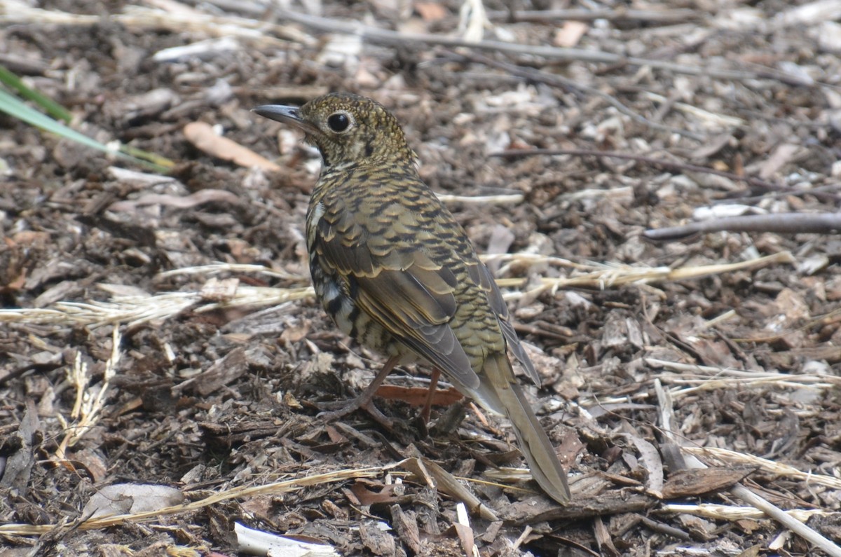 Bassian Thrush - ML643263966