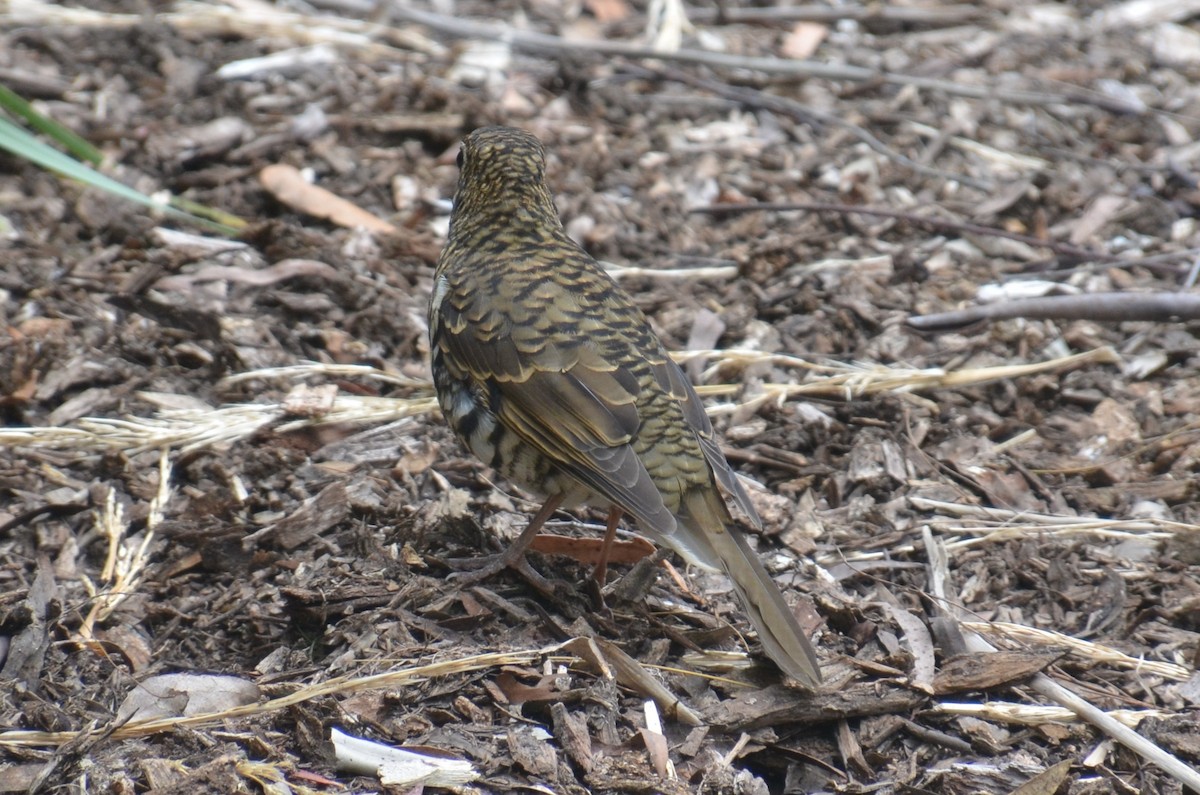 Bassian Thrush - ML643263967