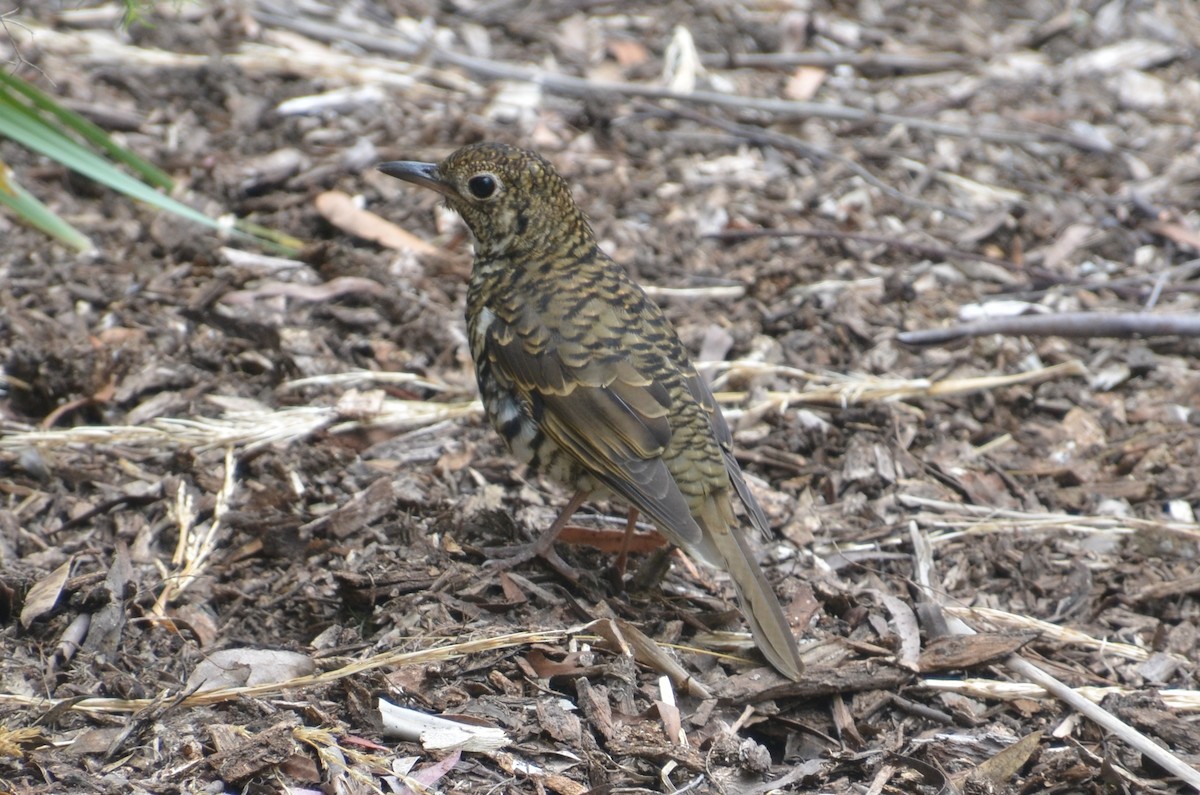 Bassian Thrush - ML643263968