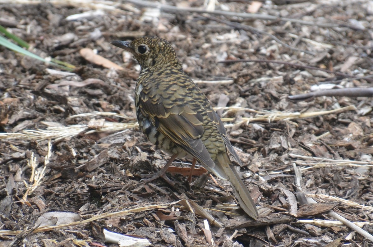 Bassian Thrush - ML643263969
