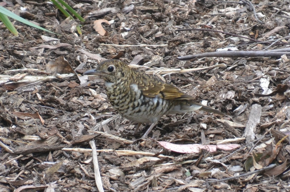 Bassian Thrush - ML643263970