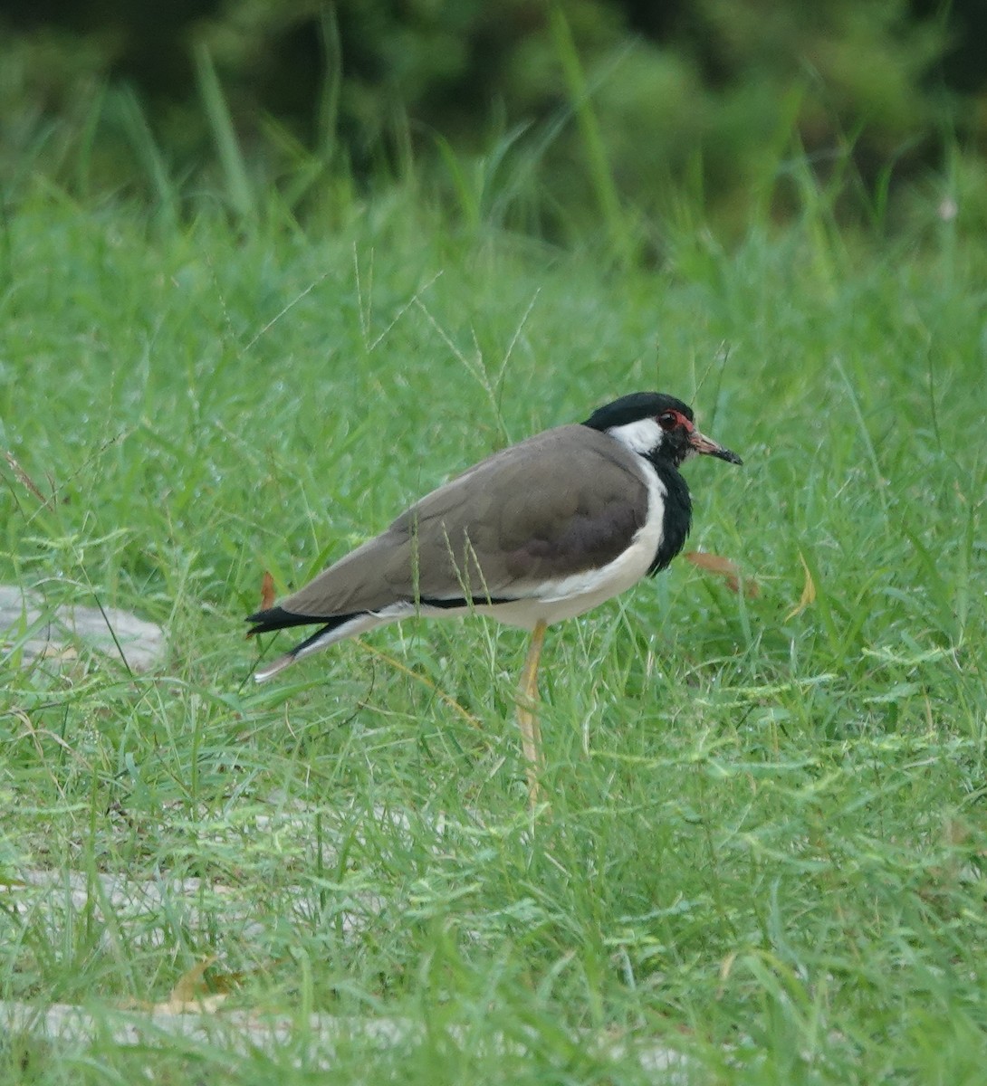 Red-wattled Lapwing - ML643263971