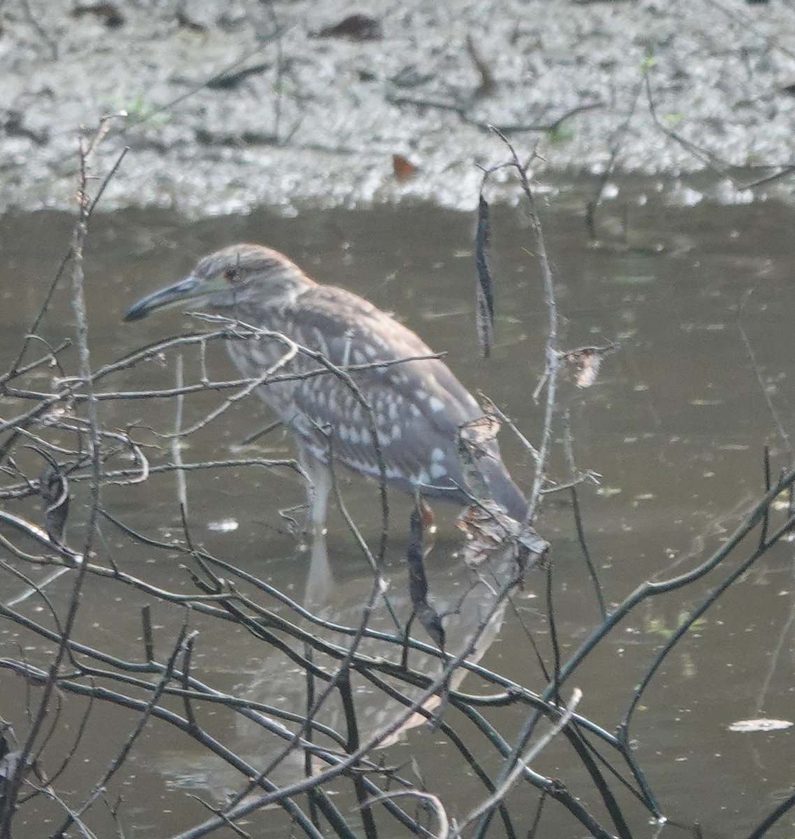 Black-crowned Night Heron - ML643263973