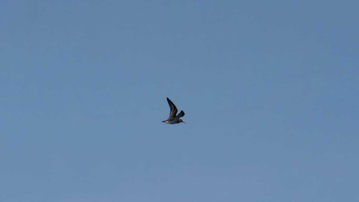 Semipalmated Sandpiper - ML643263974