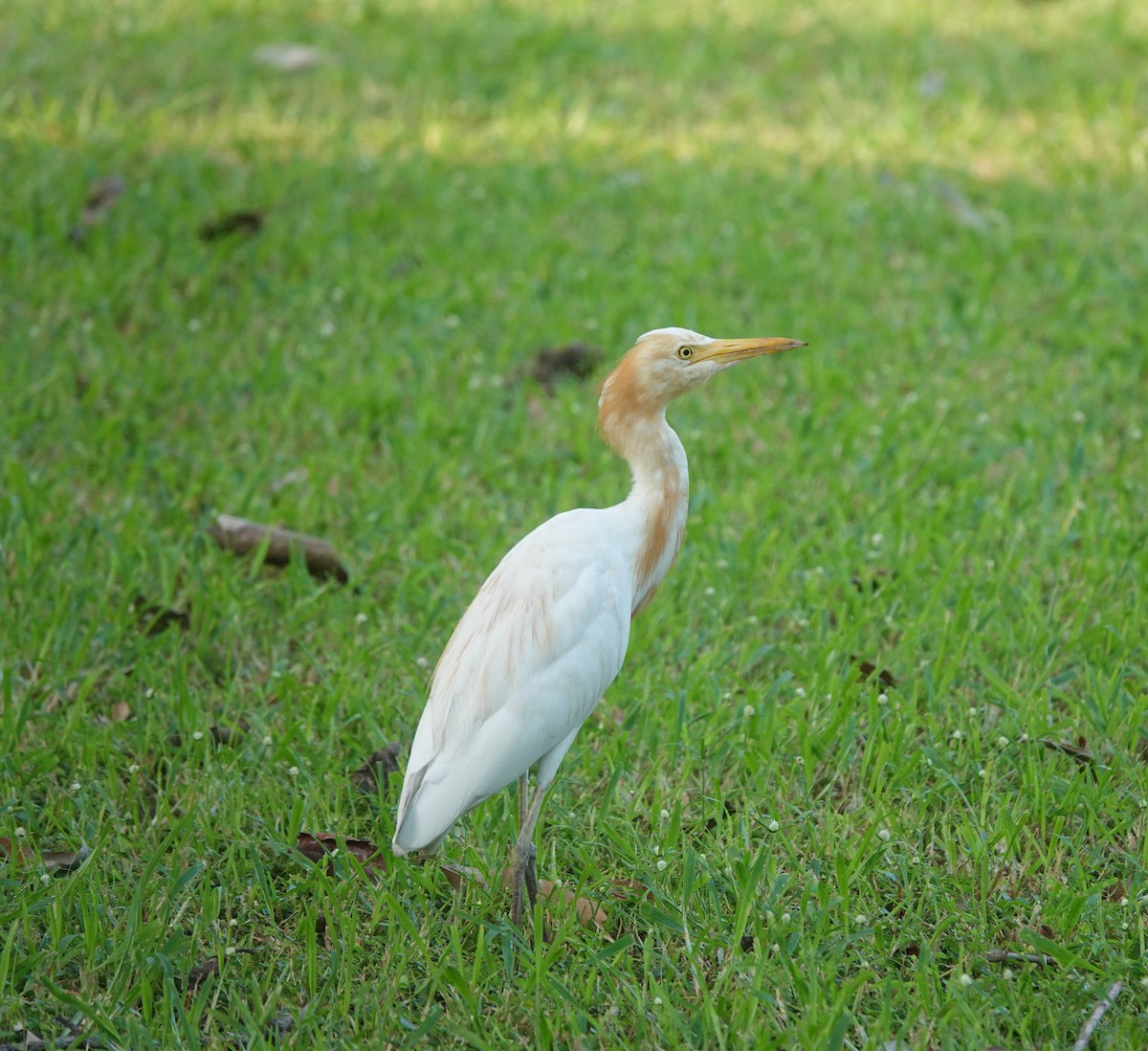 Eastern Cattle-Egret - ML643263975