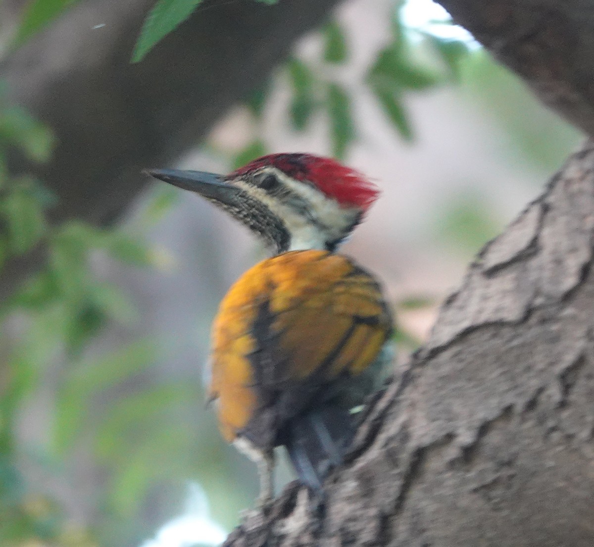 Black-rumped Flameback - ML643263979