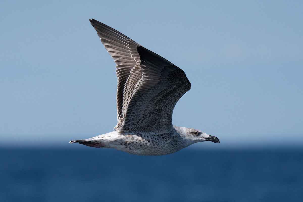 Great Black-backed Gull - ML643263981