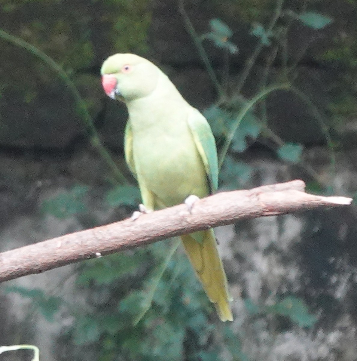 Rose-ringed Parakeet - ML643263982