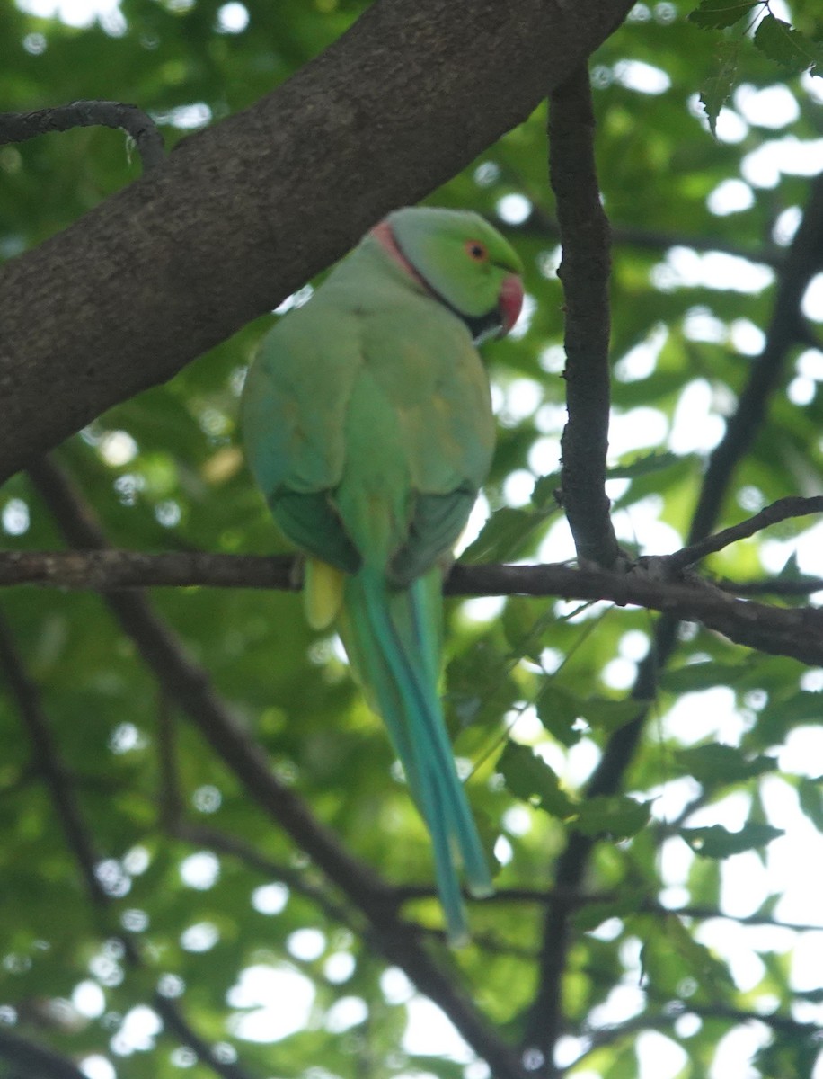Rose-ringed Parakeet - ML643263983