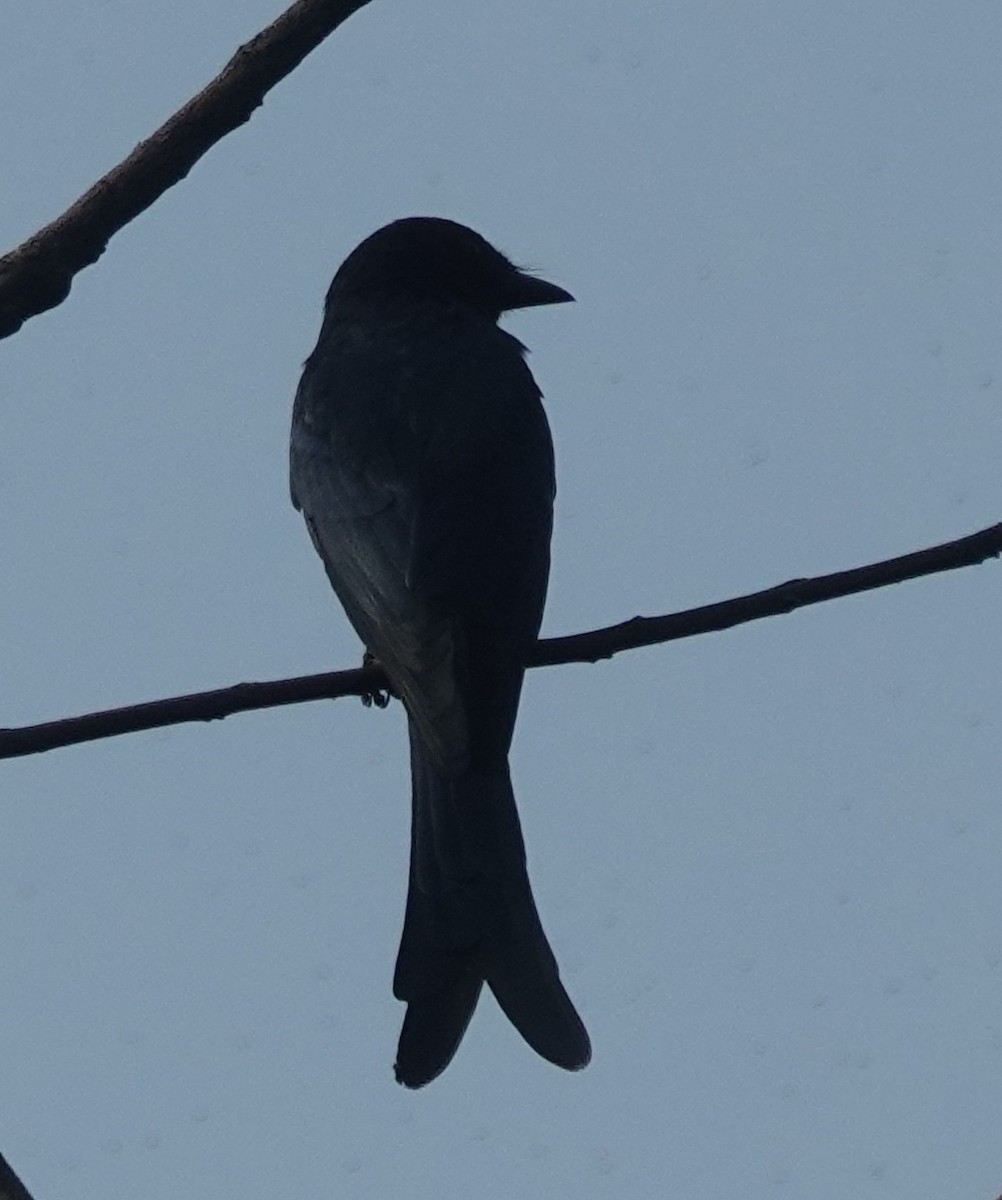 Black Drongo - ML643263986
