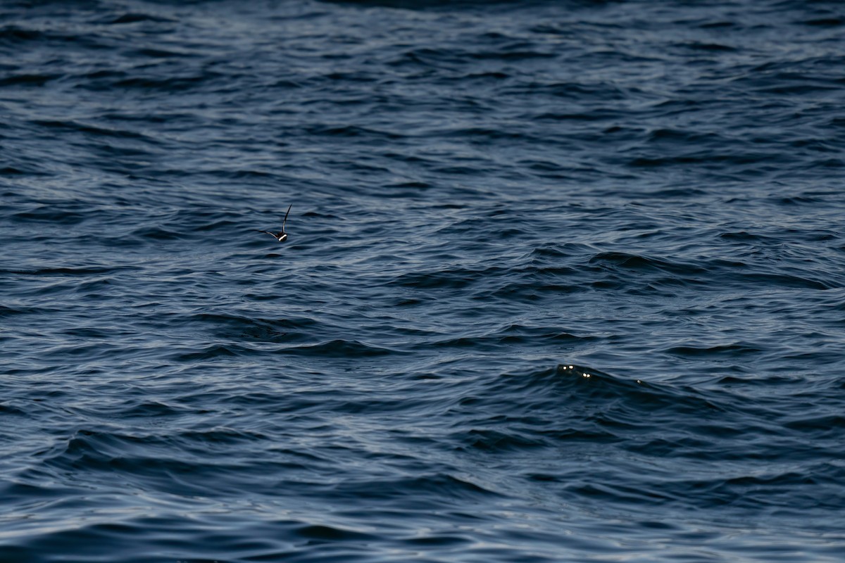 Wilson's Storm-Petrel - ML643263989