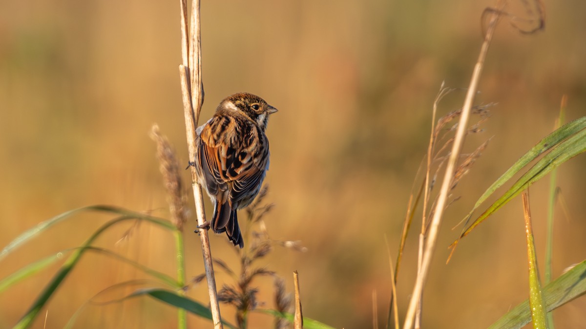 Reed Bunting - ML643263991