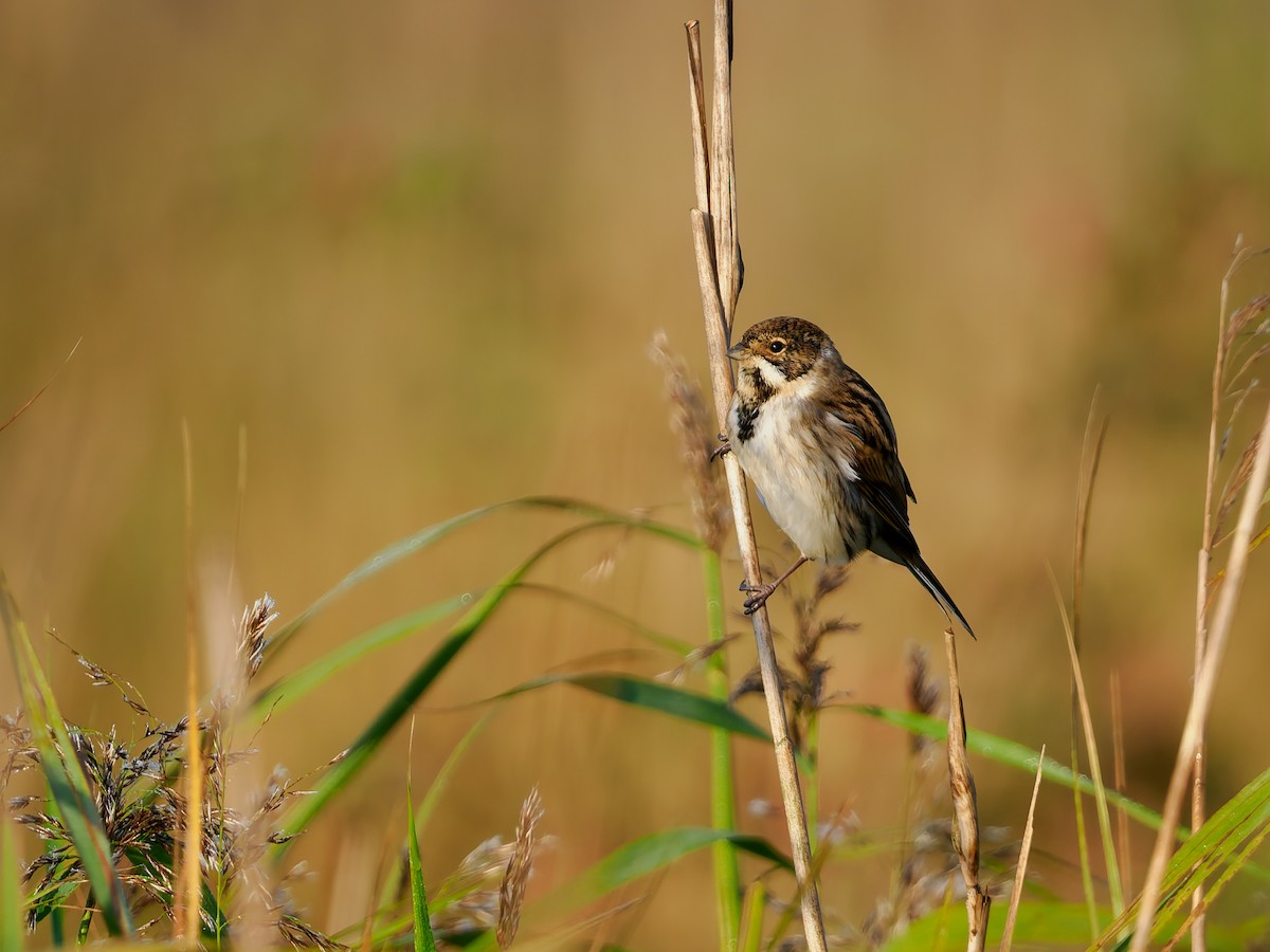 Reed Bunting - ML643263992
