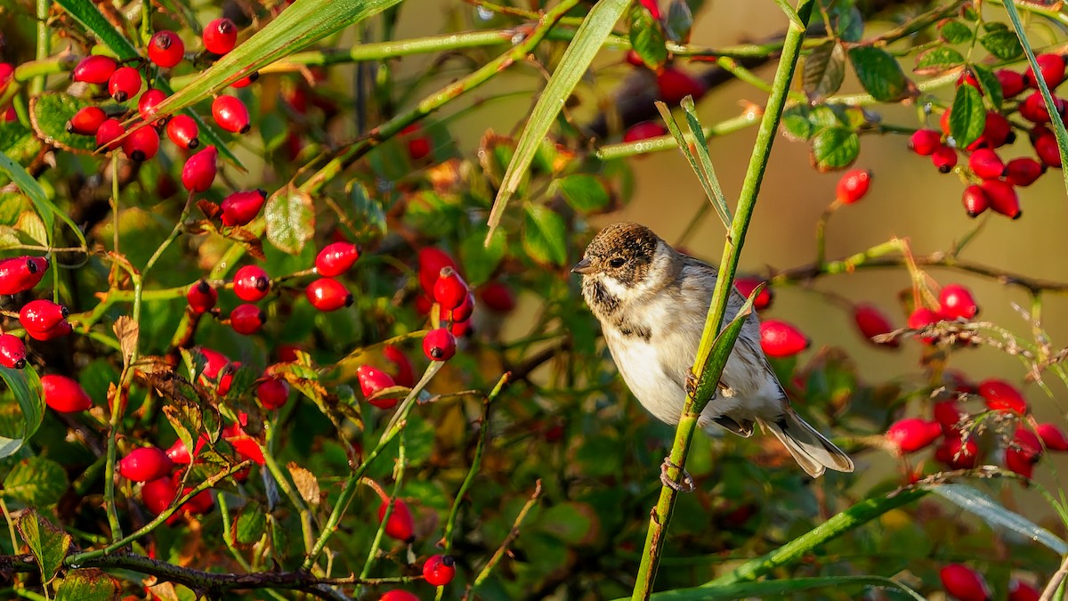 Reed Bunting - ML643263993