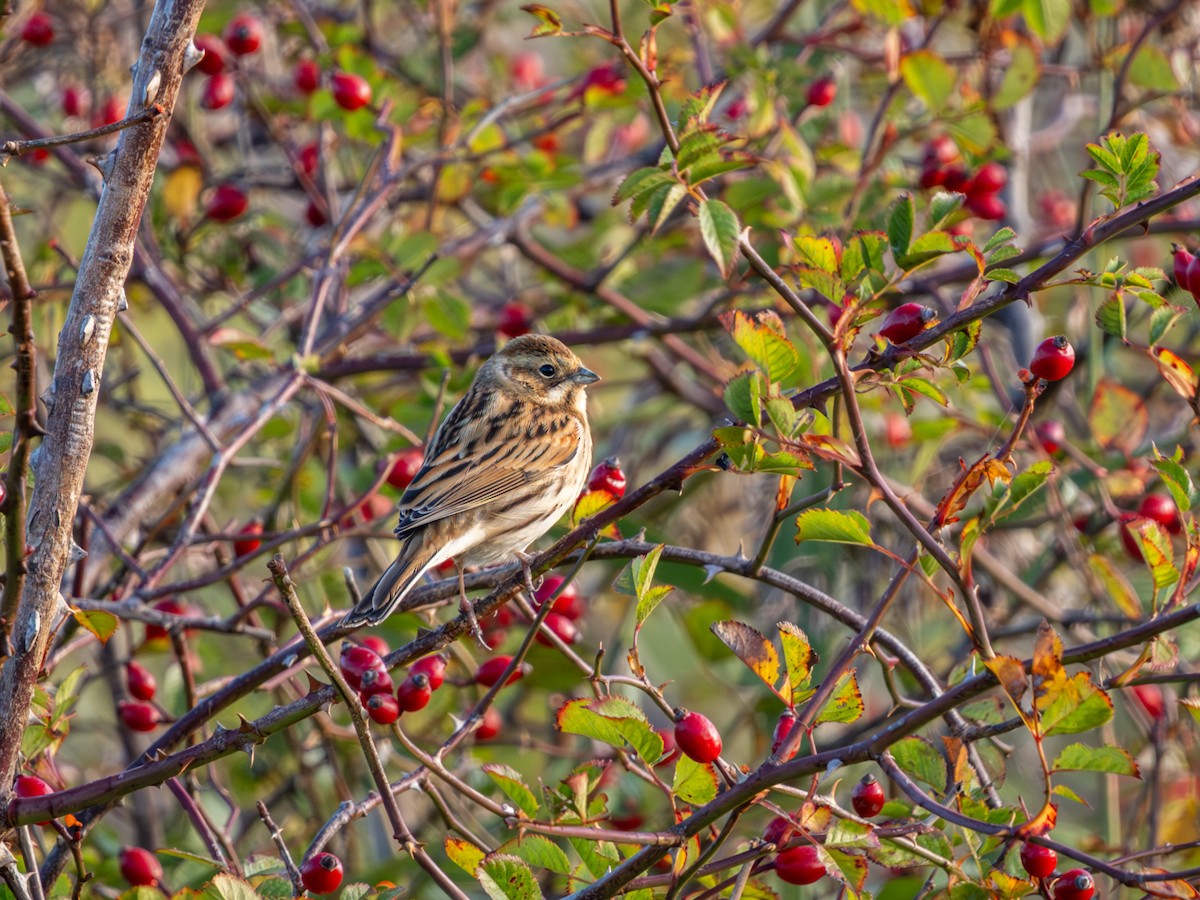 Reed Bunting - ML643263994