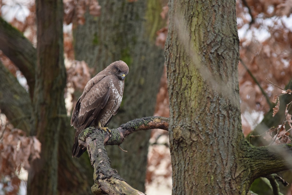 Buse variable (buteo) - ML643263995