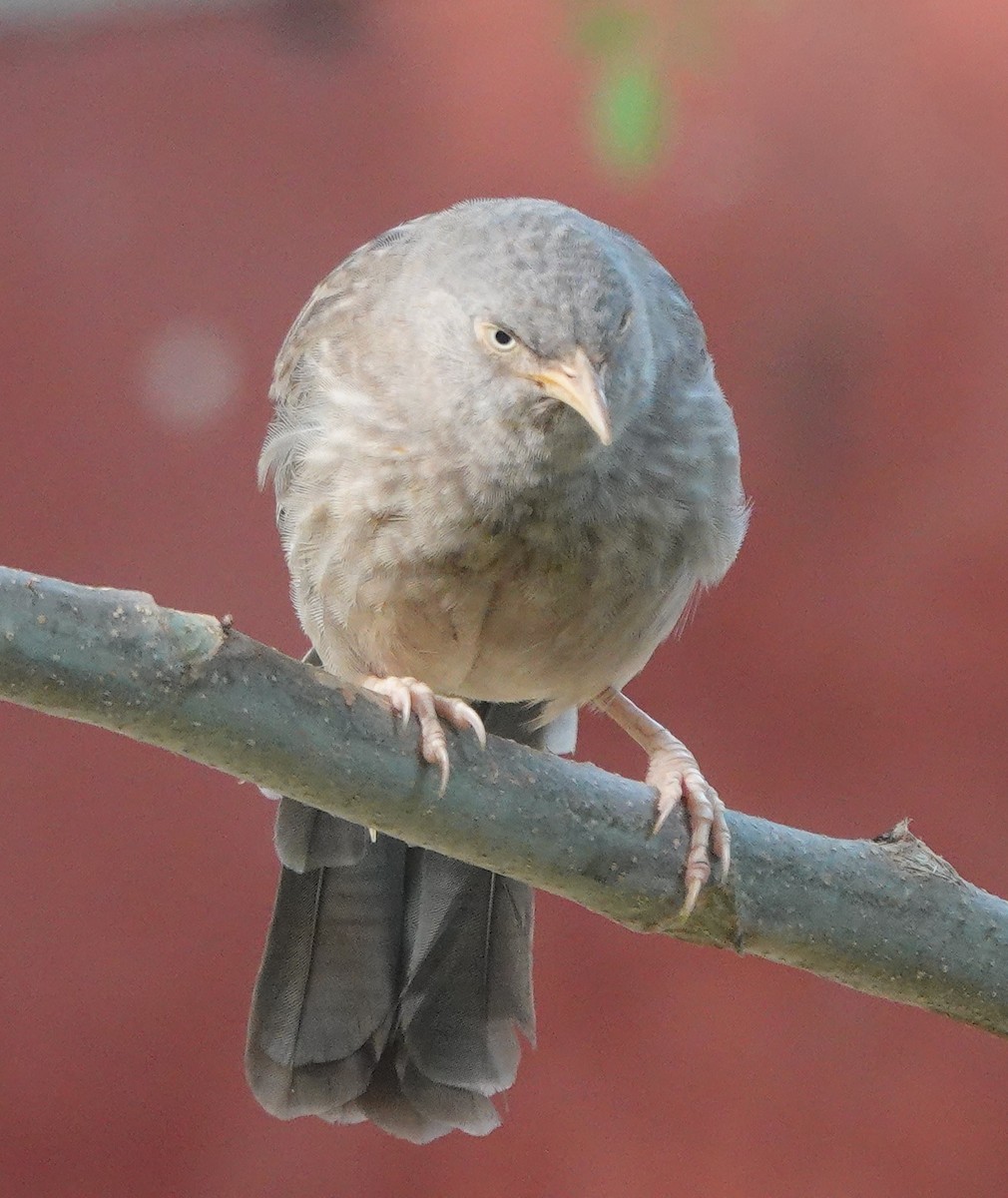 Jungle Babbler - ML643263997