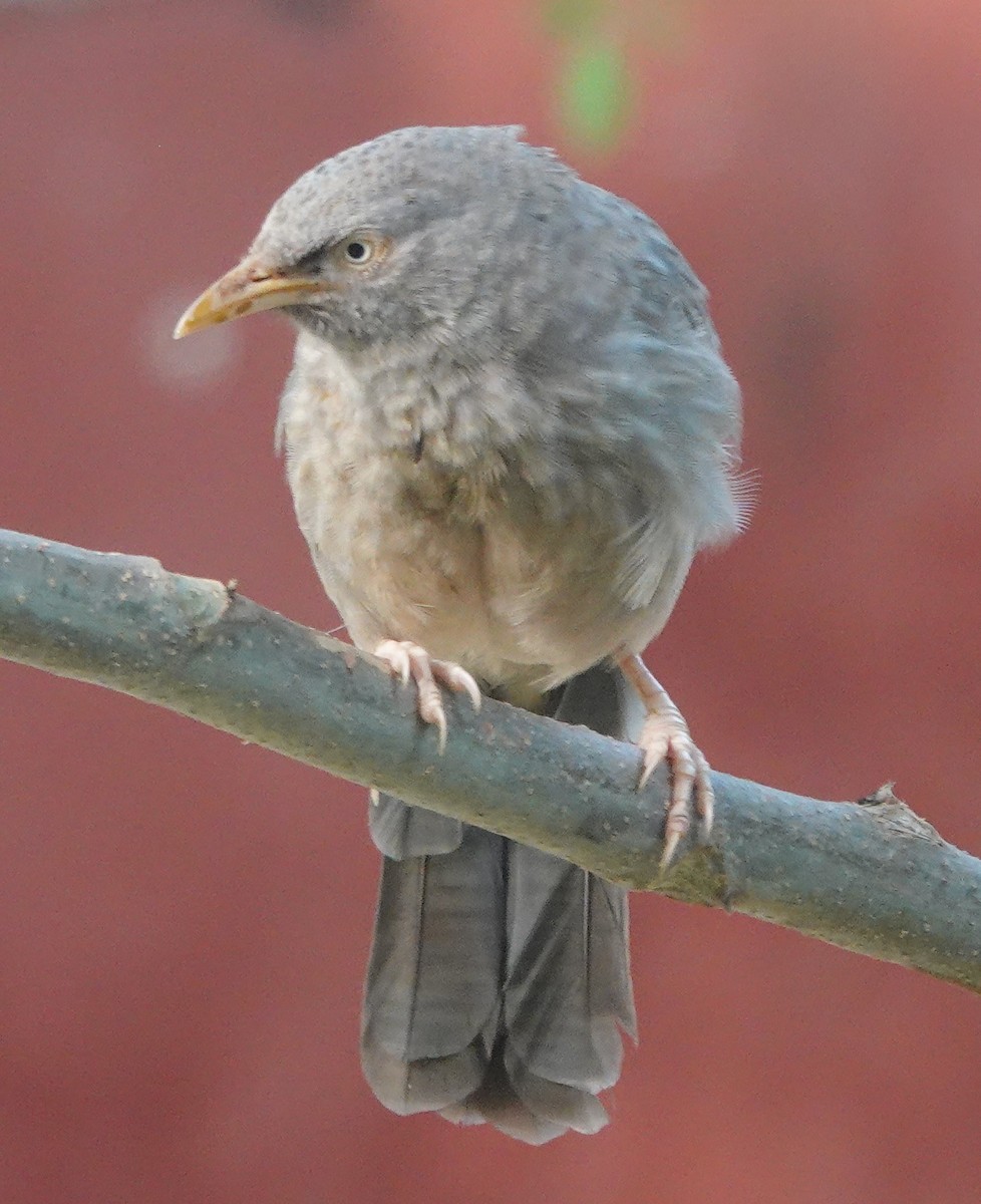 Jungle Babbler - ML643263998