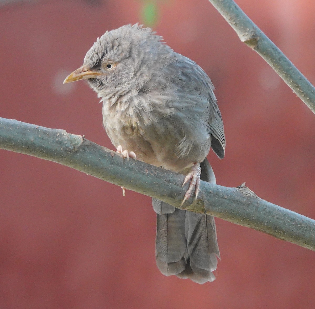 Jungle Babbler - ML643263999