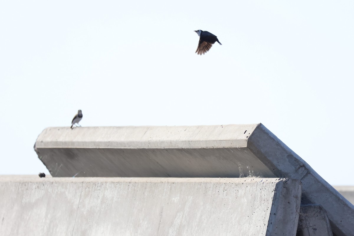 White-fronted Chat - ML643264000