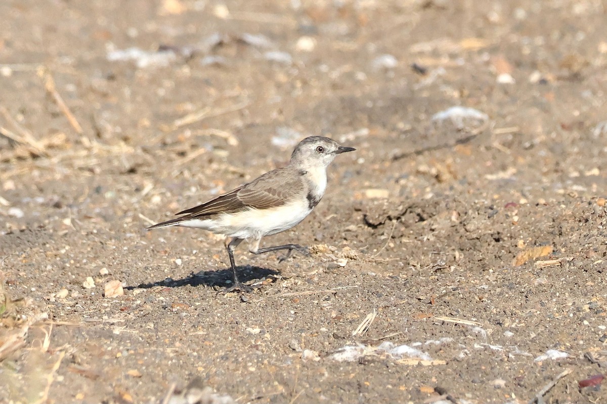 White-fronted Chat - ML643264001