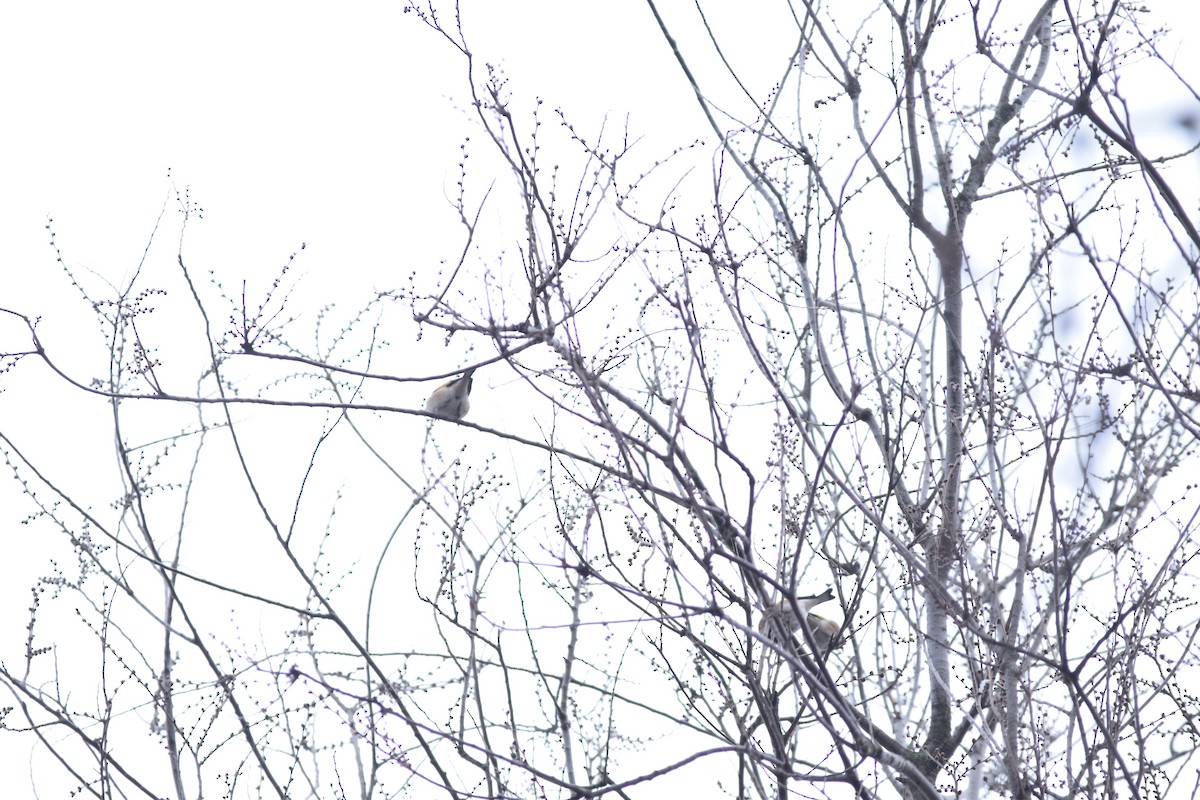 European Goldfinch - ML643264002