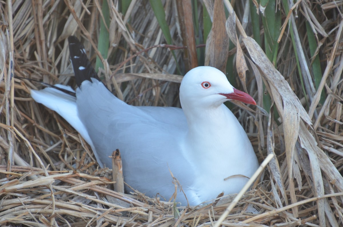 racek australský - ML643264008