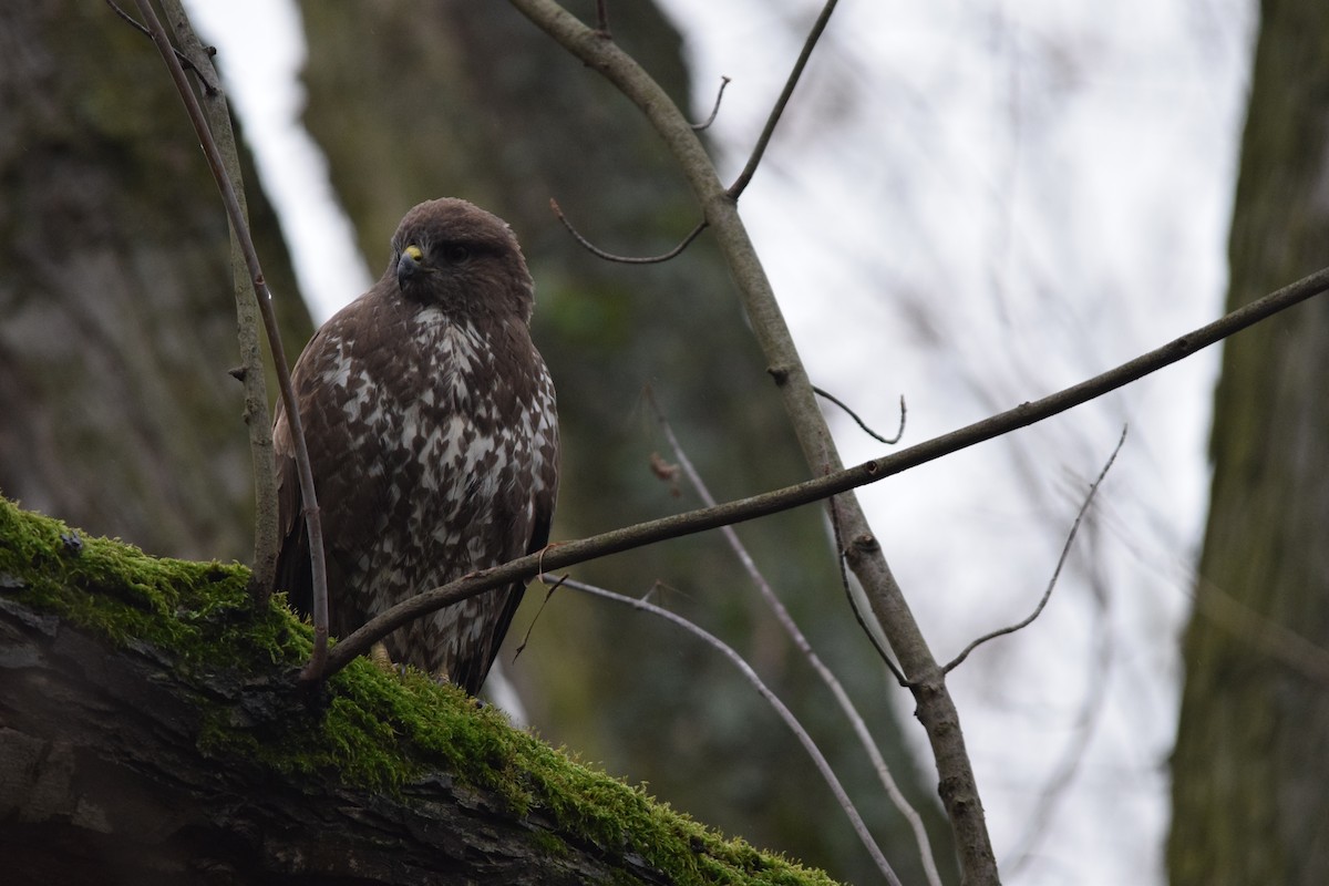 Buse variable (buteo) - ML643264019