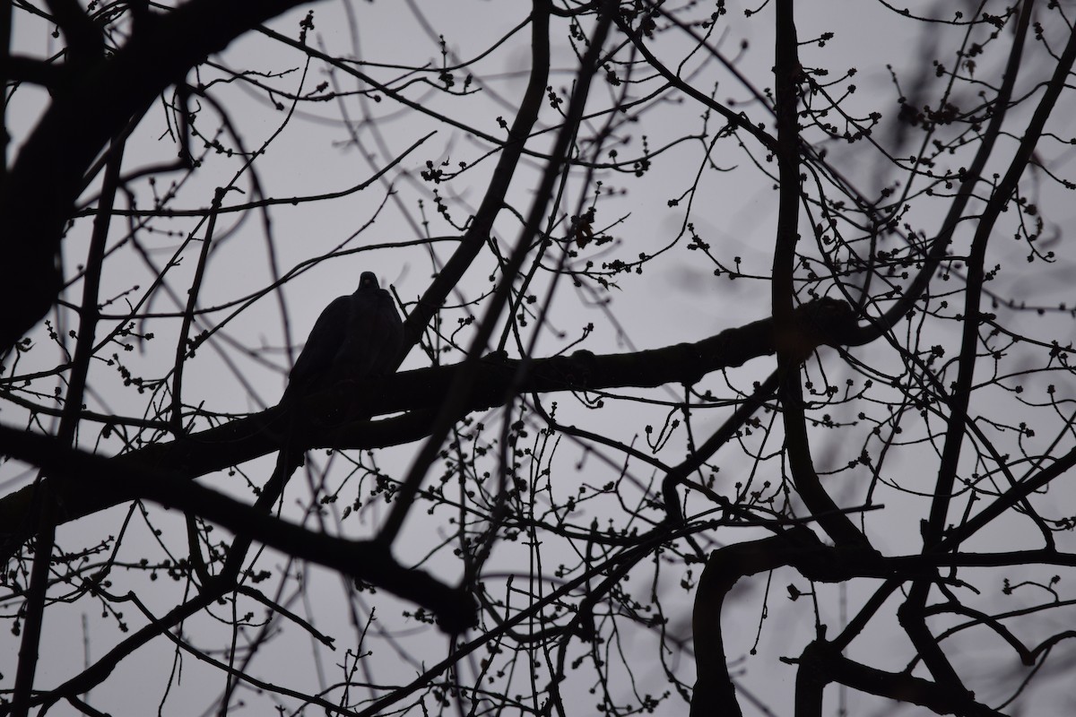 Common Wood-Pigeon (White-necked) - ML643264022