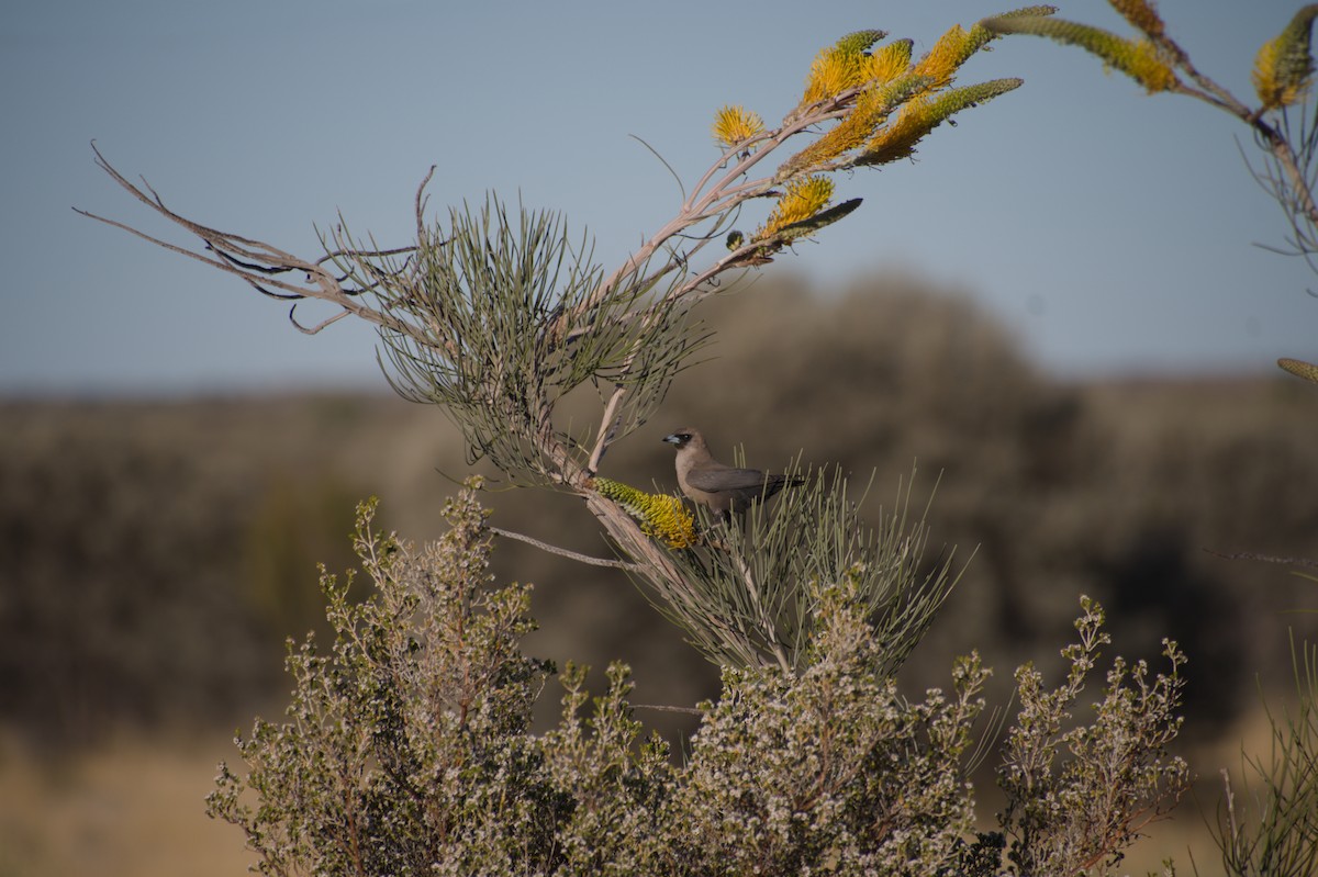 Black-faced Woodswallow - ML643264067