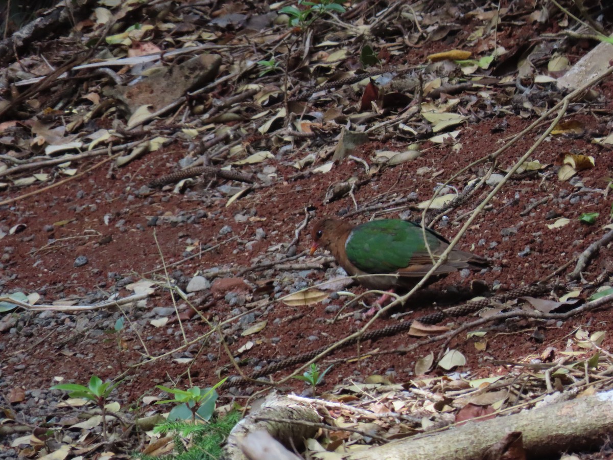 Pacific Emerald Dove - ML643264070