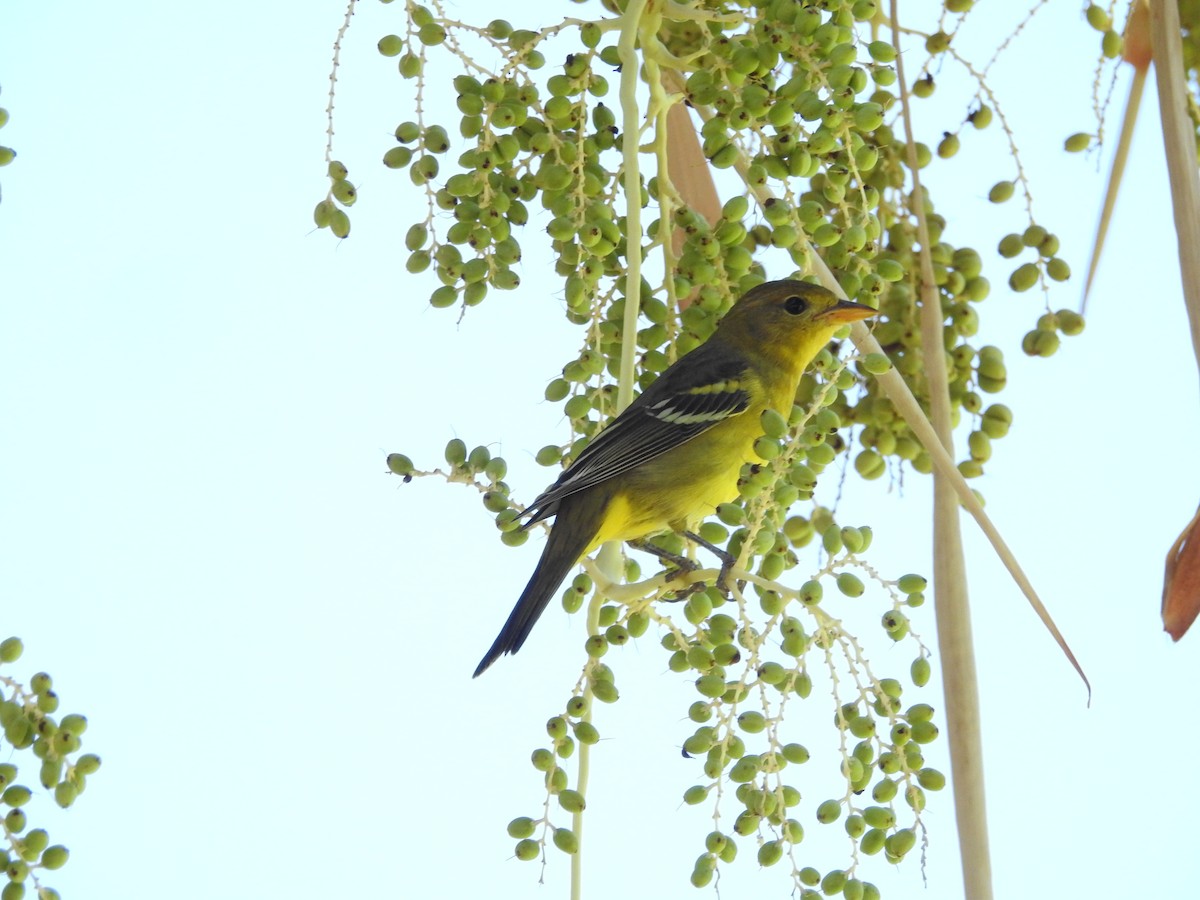 Western Tanager - ML643264074