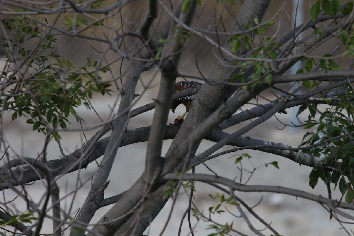 Red-shouldered Hawk - ML643264076
