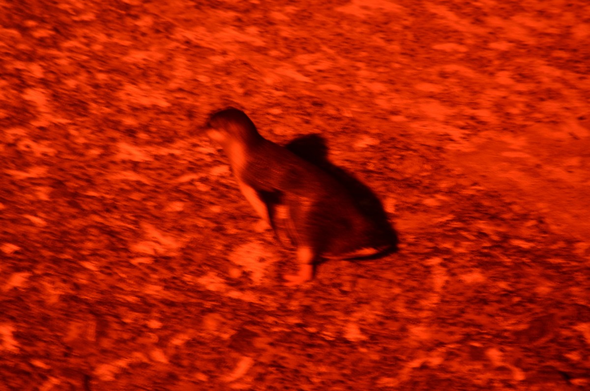 Little Penguin - ML643264079