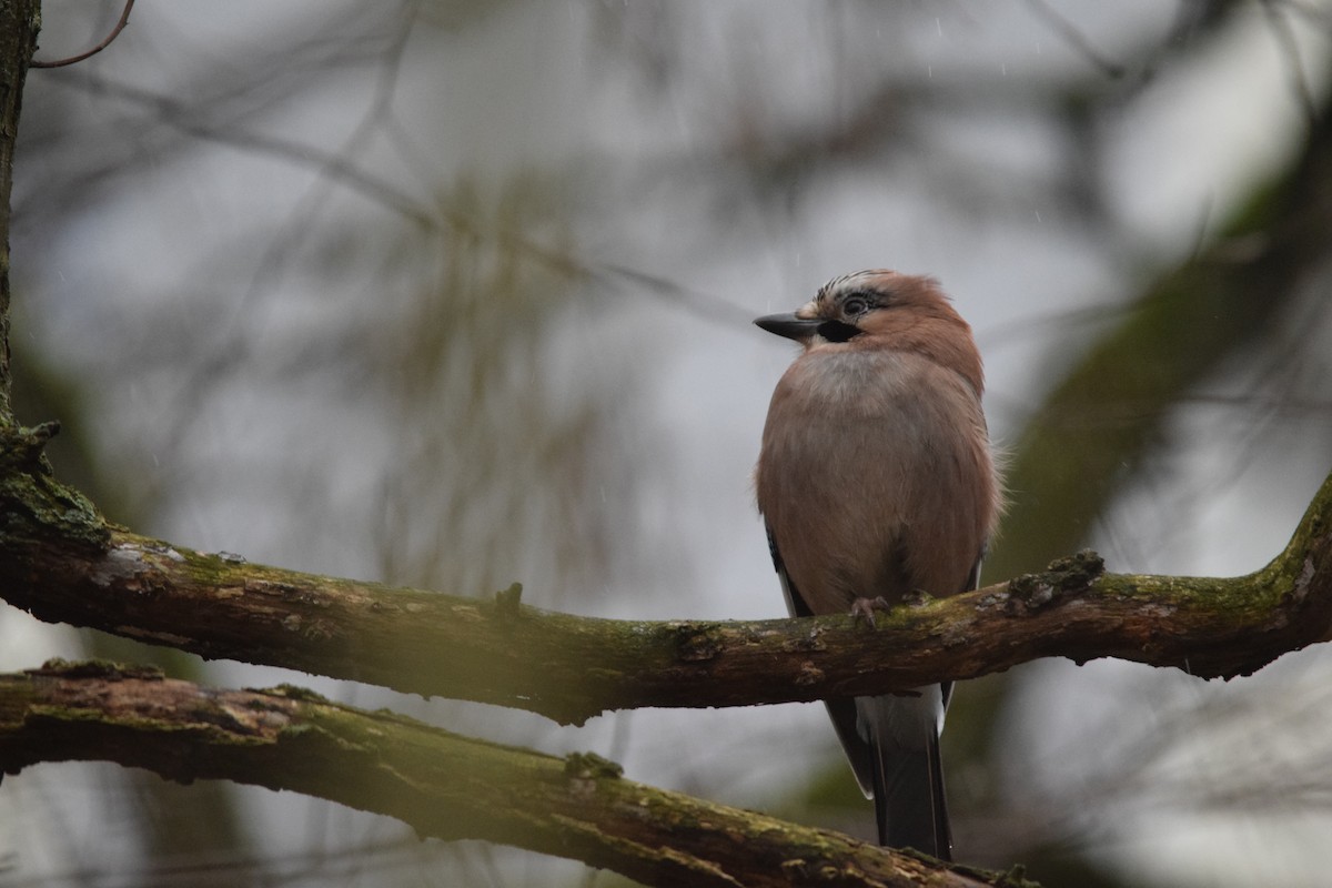 nøtteskrike (glandarius gr.) - ML643264082