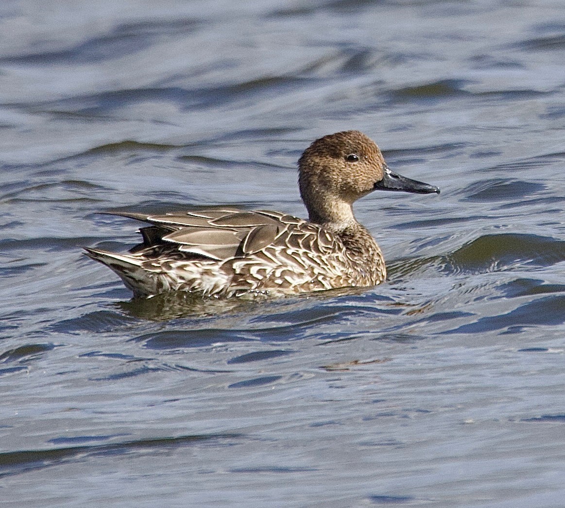 Northern Pintail - ML643264083