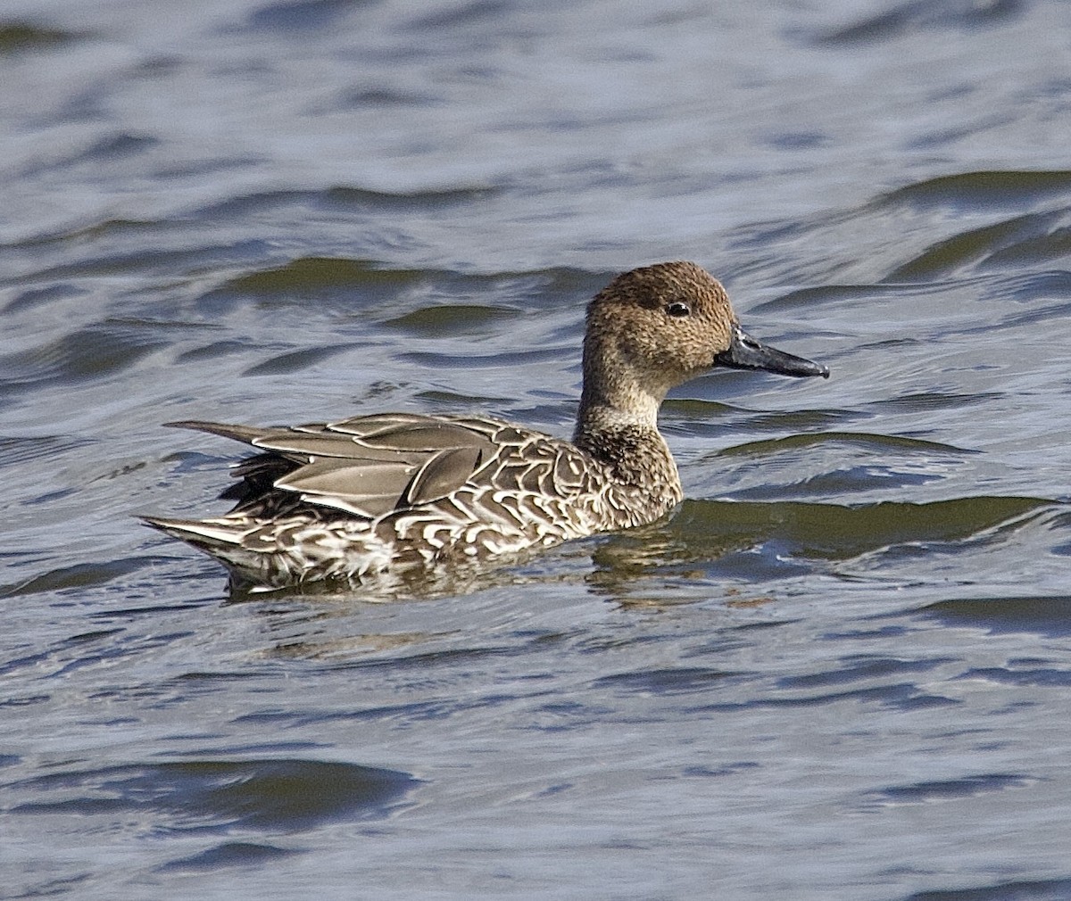 Northern Pintail - ML643264084