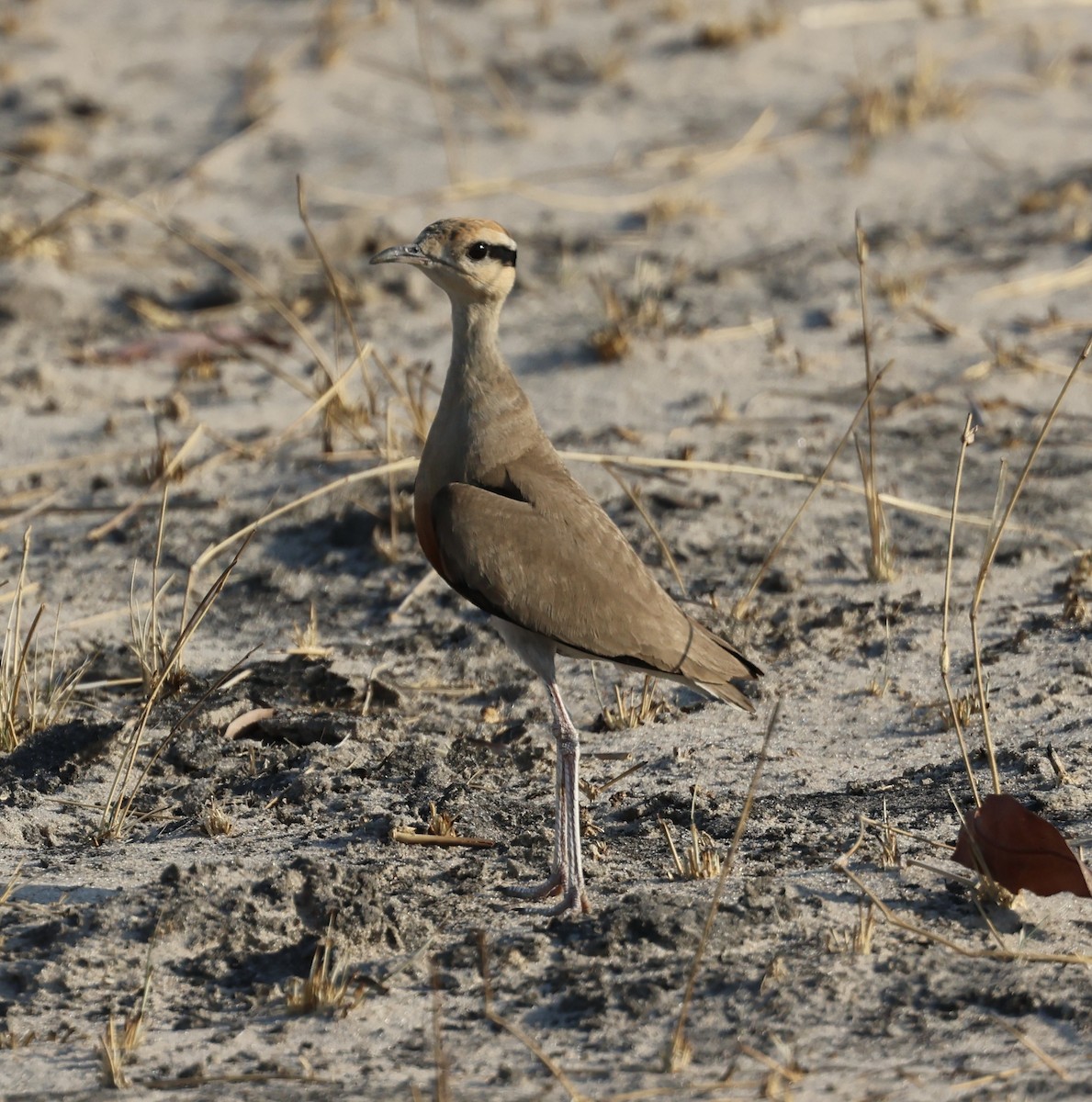 Temminckrennvogel - ML643264110